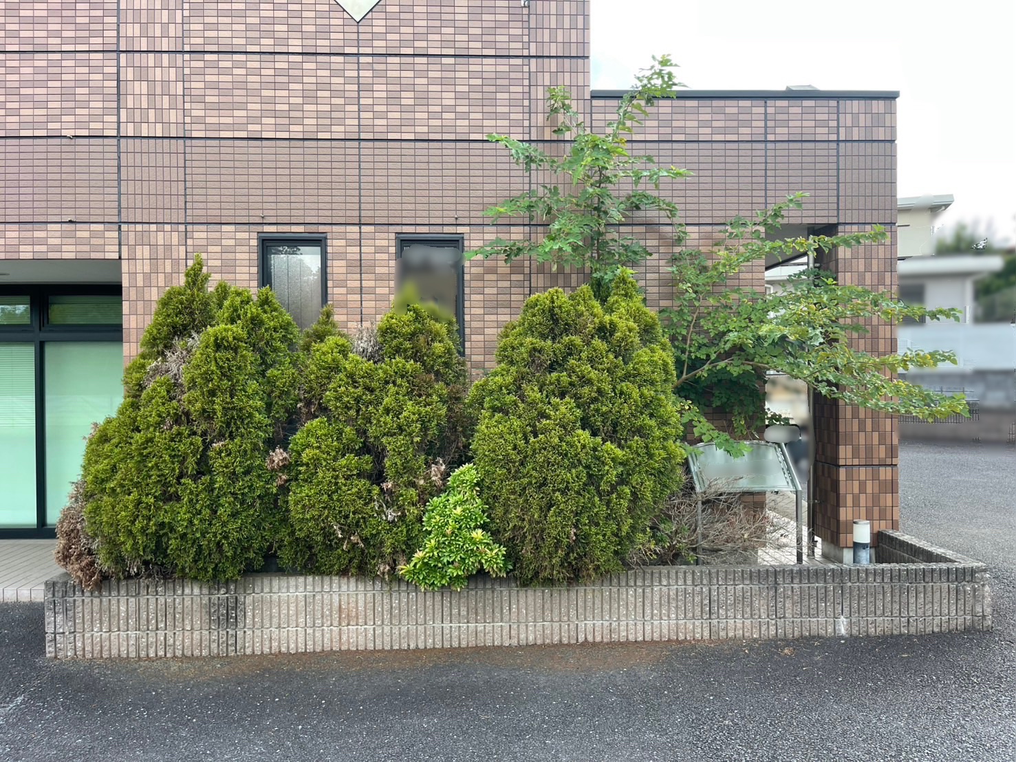 伐採前